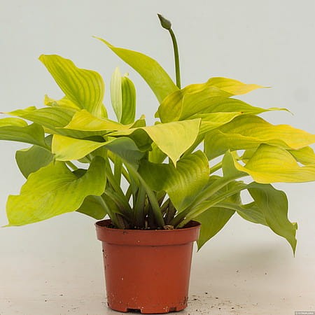Hosta Sum and Substance_73824_1.jpg