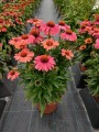 Echinacea Meditation Cerise_74264_1.jpg