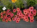 Echinacea Meditation Cerise_74264_2.jpg