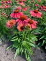 Echinacea Meditation Cerise_74264_3.jpg