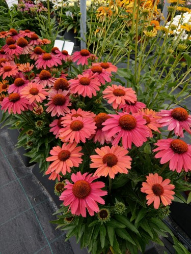 Echinacea Meditation Cerise_74264_4.jpg