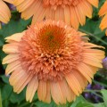 Echinacea Supreme Cantaloupe_74247_1.jpg