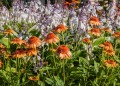 Echinacea Supreme Cantaloupe_74247_2.jpg