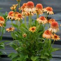 Echinacea Supreme Cantaloupe_74247_3.jpg