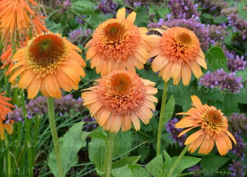 Echinacea Supreme Cantaloupe_74247_4.jpg