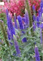 Veronica First Glory_71564_1.jpg