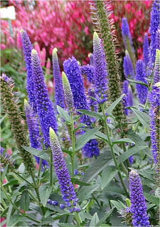 Veronica First Glory_71564_1.jpg