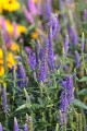 Veronica First Glory_71564_2.jpg