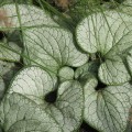 Brunnera Silver Heart_71830_1.jpg
