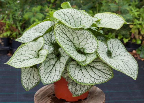 Brunnera Silver Heart_71830_2.jpg