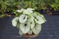 Brunnera Silver Heart_71830_3.jpg