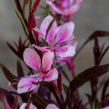 Gaura Passionate Blush_71303_1.jpg