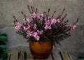 Gaura Passionate Blush_71303_2.jpg