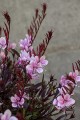 Gaura Passionate Blush_71303_3.jpg