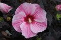 Hibiscus Starry Starry Night_79197_1.jpg