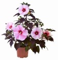 Hibiscus Starry Starry Night_79197_2.jpg