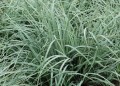 Carex panicea Pamira_79052_3.jpg
