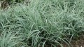 Carex panicea Pamira_79052_4.jpg