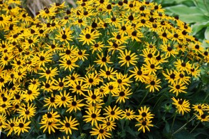 Rudbekia 'Little Goldstar' C7,5
