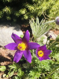 Sasanka MIX (siew) C1,5