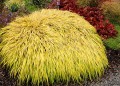 Hakonechloa All Gold_79996_1.jpg