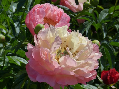Piwonia sorbet.jpg