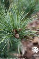 Pin. parv. Schons Bonsai (4) (Kopiowanie).jpg