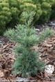 Pin. parv. Schons Bonsai (Kopiowanie).jpg