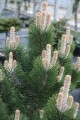 Pin. nig. Oregon Green (3) (Kopiowanie).JPG