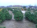 Pinus nigra Oregon Green1 (8) (Kopiowanie).JPG