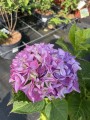 Hortensja ogr Early Blue (1) (Kopiowanie).JPG