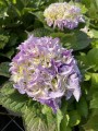 Hortensja ogr Early Blue (2) (Kopiowanie).JPG
