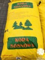 kora_gruba.jpg