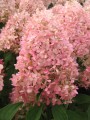 Hydrangea paniculata 'Magical Candle' (1) (Kopiowanie).JPG