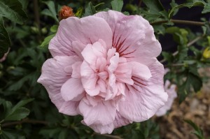 Ketmia syryjska PINK CHIFFON® C2