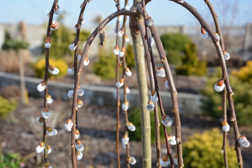 Wierzba iwa 'Kilmarnock' (Pa) (7).JPG