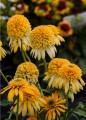 Echinacea Lemon Drop_77403_1 (2).jpg