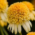 Echinacea Lemon Drop_77403_1.jpg