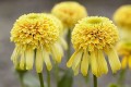 Echinacea Lemon Drop_77403_2.jpg