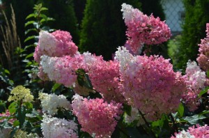 Hortensja bukietowa VANILLE FRAISE 'Renhy' PBR C3