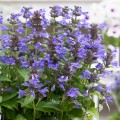 Nepeta Neptune_74854_1.jpg