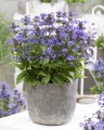 Nepeta Neptune_74854_2.jpg