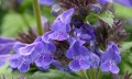 Nepeta Neptune_74854_3.jpg