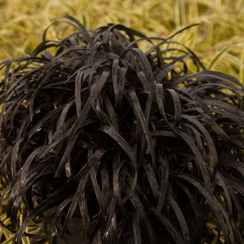 Ophiopogon planiscapus Nigrescens_71777_1.jpg