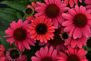 Jeżówka SunMagic 'Vintage Red' K2